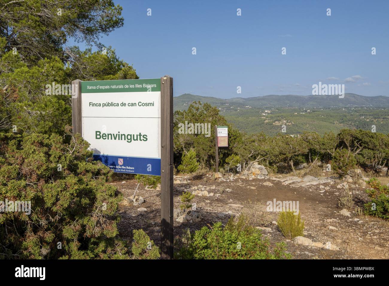Foresta di pini dello spazio naturale proprietà pubblica di CAN Cosmi, comune di Sant Joan, Ibiza, Isole Baleari, Spagna, Europa Foto Stock