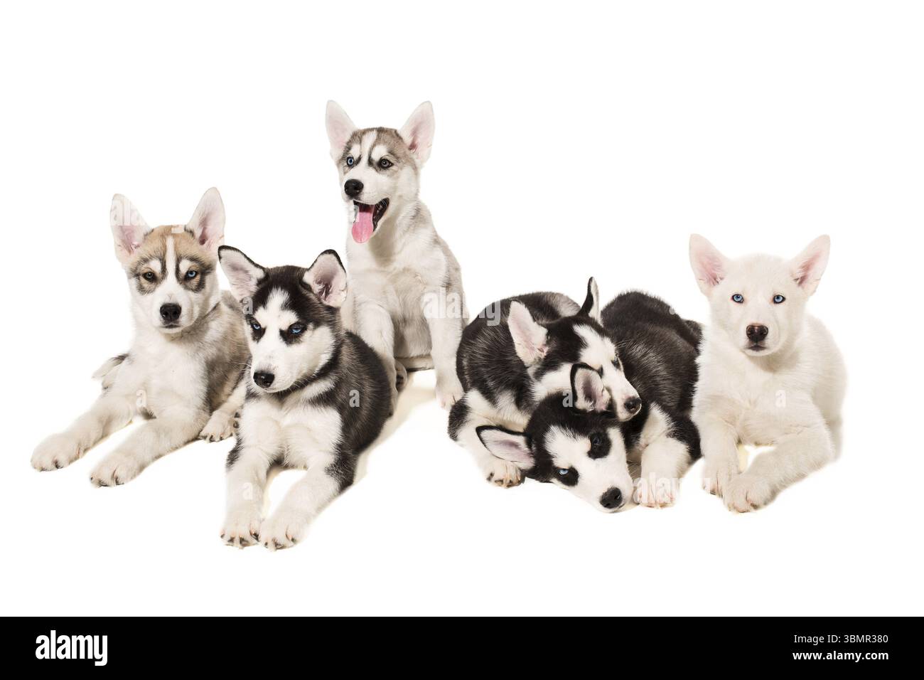 Un gruppo di cuccioli allevano gli Huskies isolati su sfondo bianco. I cuccioli più carismatici Foto Stock