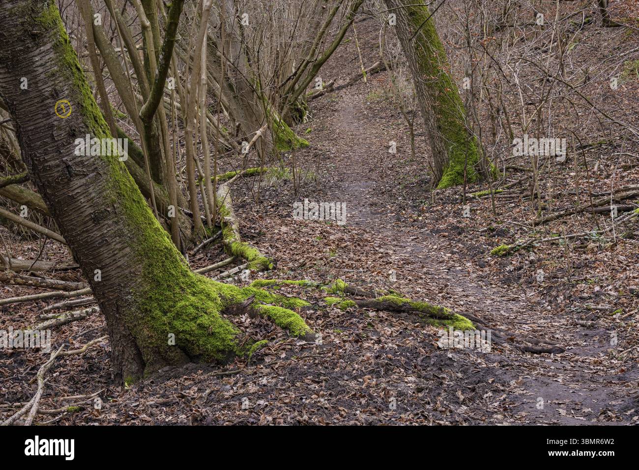 Un percorso solitario attraverso la foresta fiabesca invernale con alberi caduti e foglie a terra, Germania, Europa Foto Stock