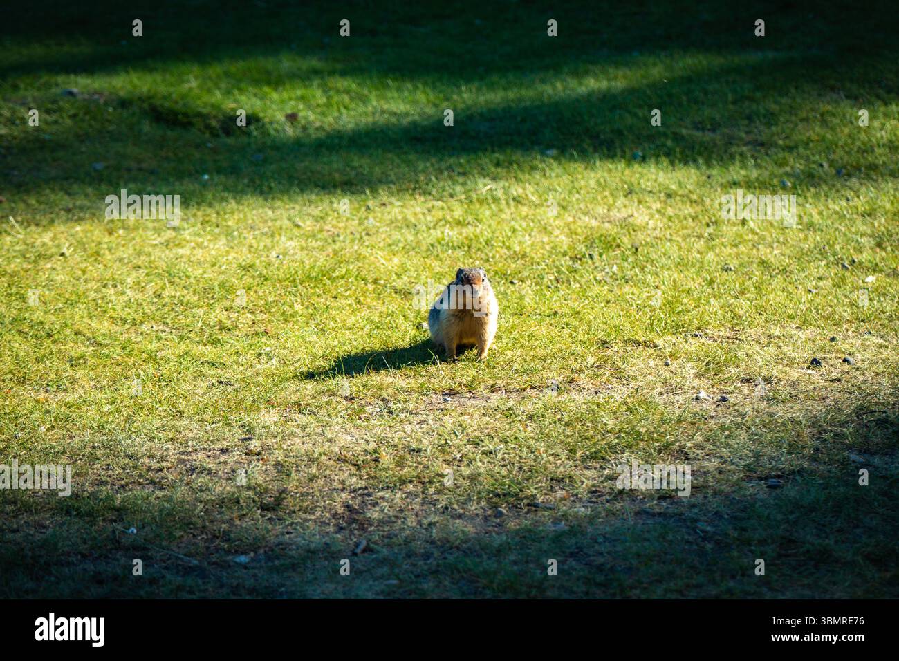 Scoiattolo in piedi sull'erba alla luce del sole Foto Stock