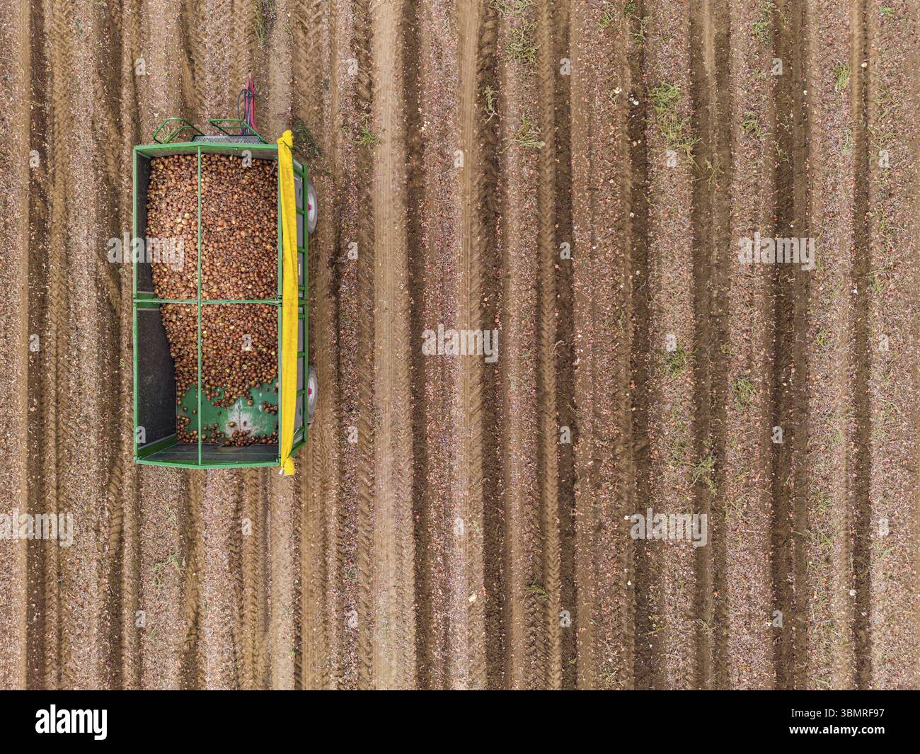 Vista aerea ravvicinata di due rimorchi agricoli pieni di cipolle nel campo dopo la raccolta in autunno, Germania, Europa Foto Stock