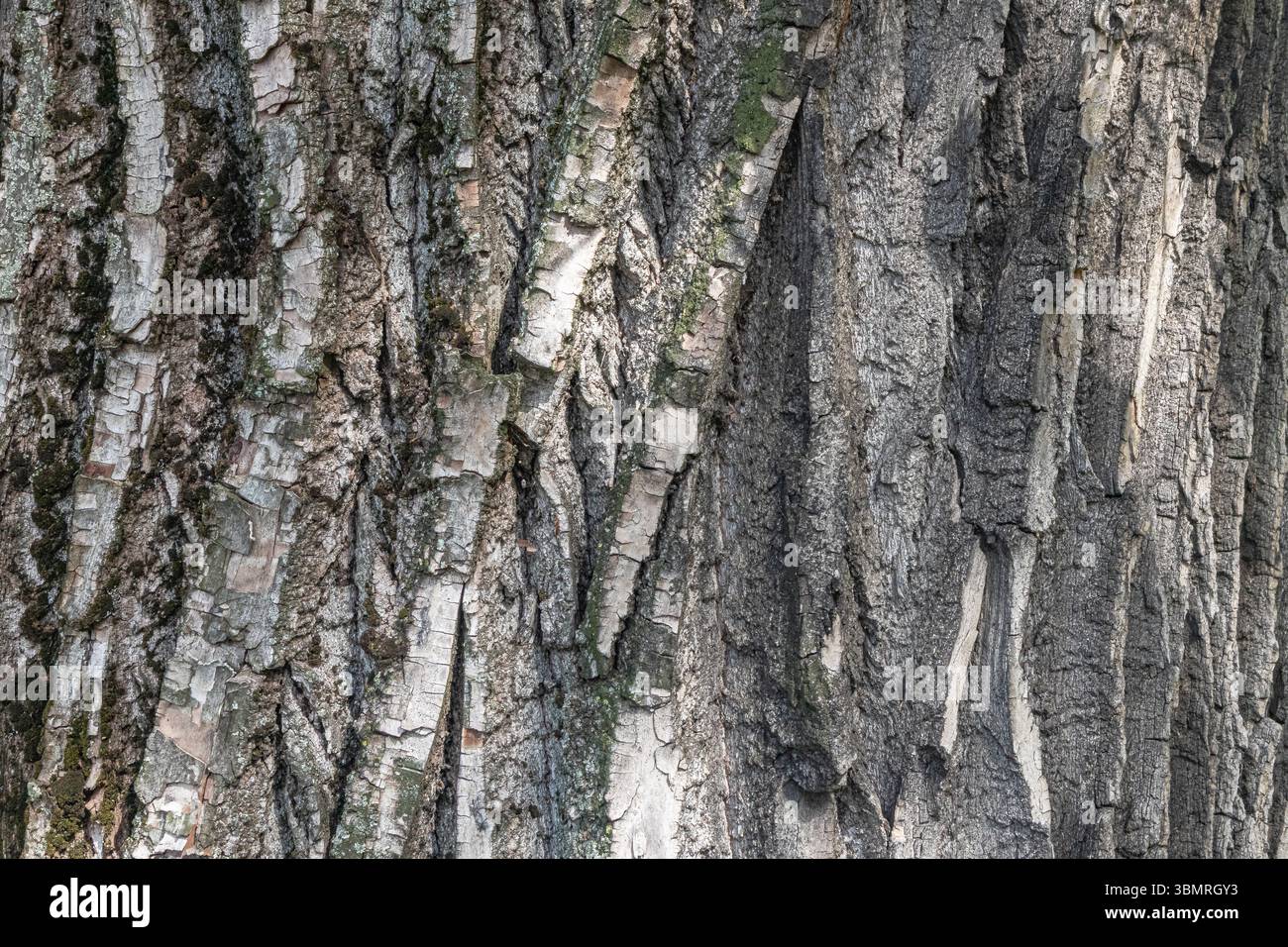 Tronco di un vecchio pioppo. Consistenza della corteccia degli alberi. Foto Stock