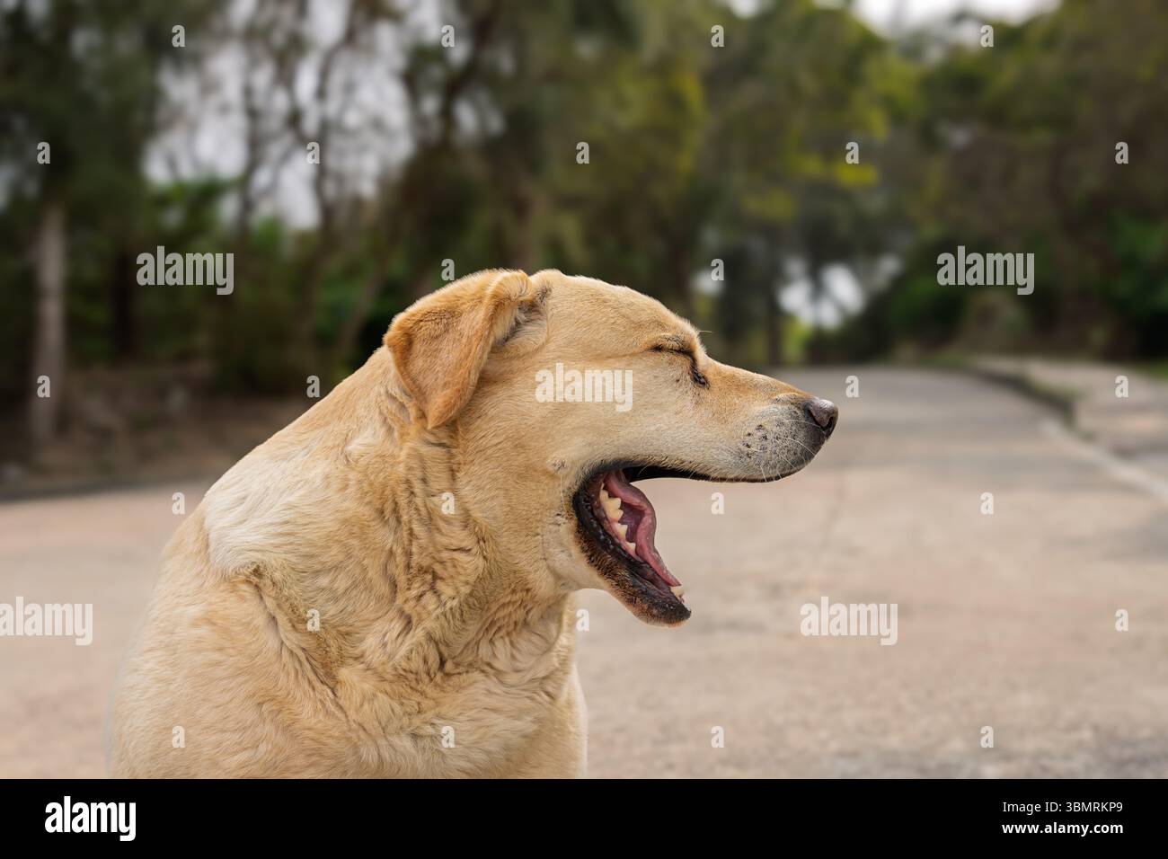 Il cane sbadiglia per strada e si prepara a dormire Foto Stock