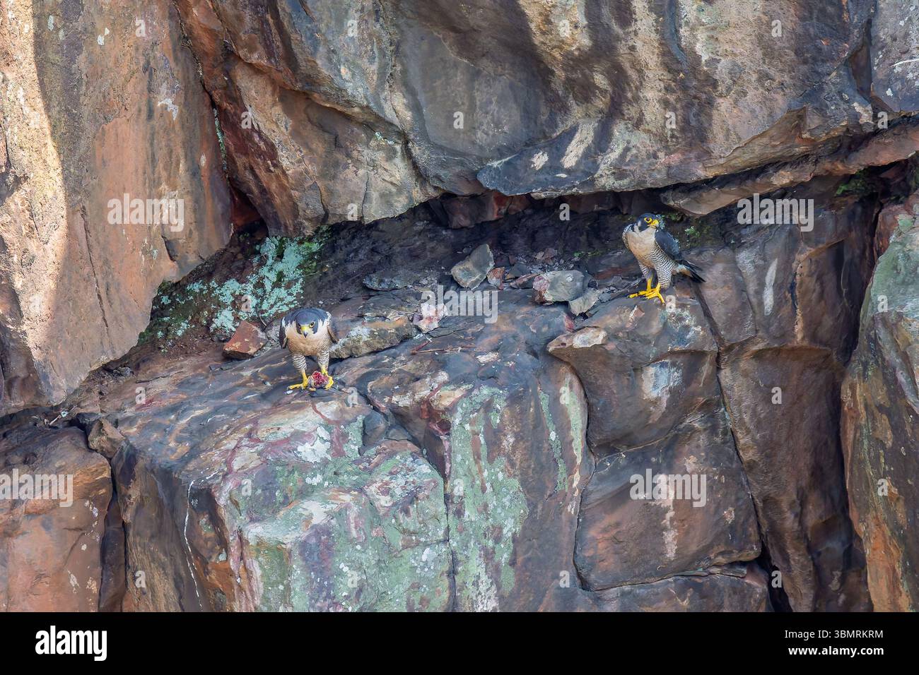 I falchi Peregrine su una scogliera stanno mangiando la preda Foto Stock