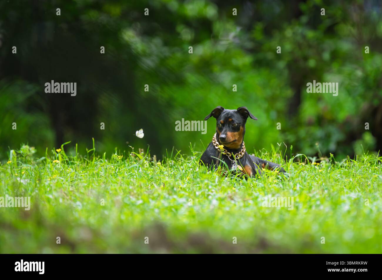 Un piccolo cane che guarda spaventato da una farfalla Foto Stock