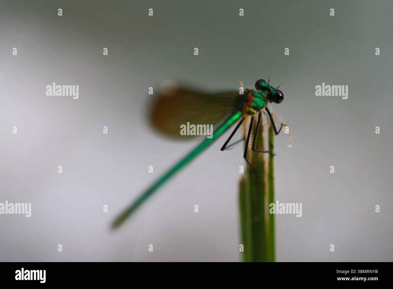 Foto macro di una libellula verde vibrante arroccata delicatamente su una pianta verde Foto Stock