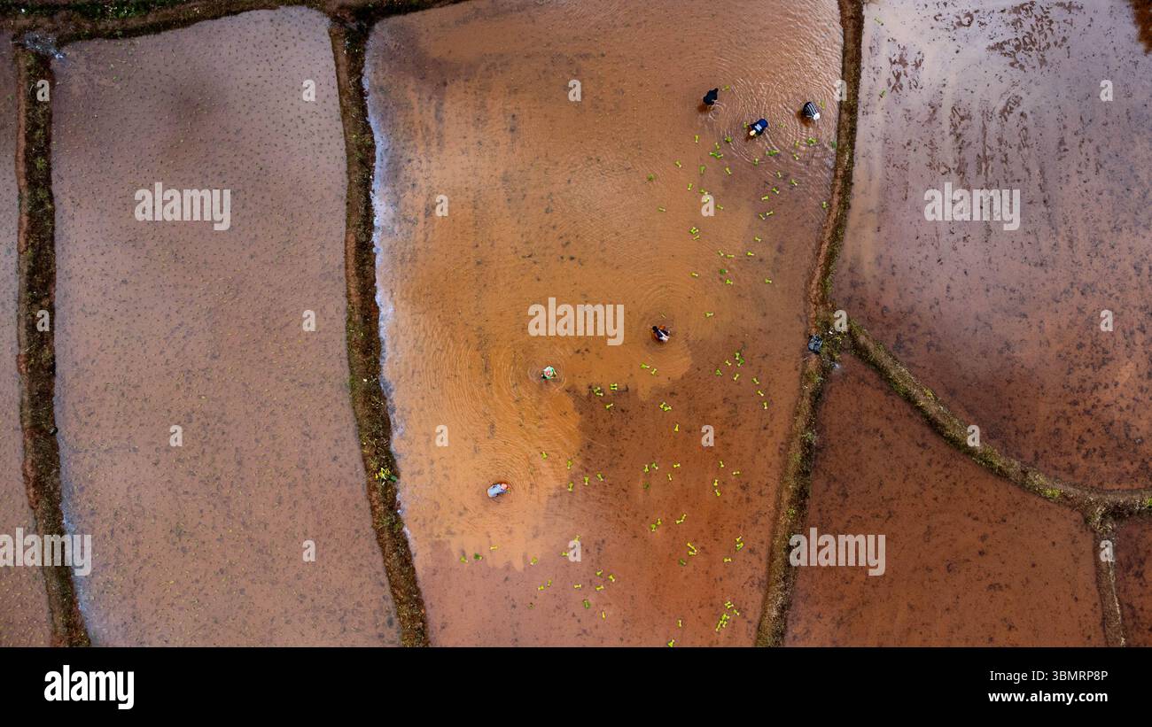 Vista aerea del paesaggio agricolo della Thailandia. Campi di riso in attesa di essere coltivati in campagna. Agricoltura nella stagione delle piogge. Foto Stock