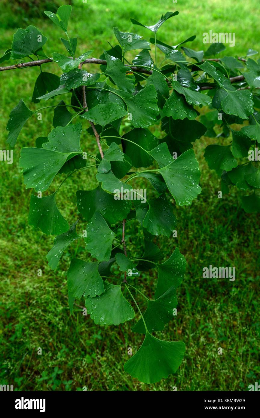 Un ramo dell'albero di ginkgo biloba in gocce d'acqua dopo la pioggia. Primo piano, verticale. Foto Stock