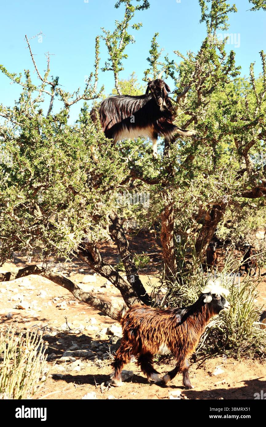 Due capre che si nutrono di alberi di Argan sulla costa vicino a Essaouira in Marocco alla luce del sole pomeridiano Foto Stock
