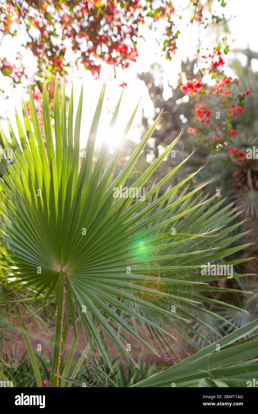 Foglia di palma vibrante che irradia sotto il sole con i fiori rossi da giardino – primo piano della natura in un clima caldo Foto Stock