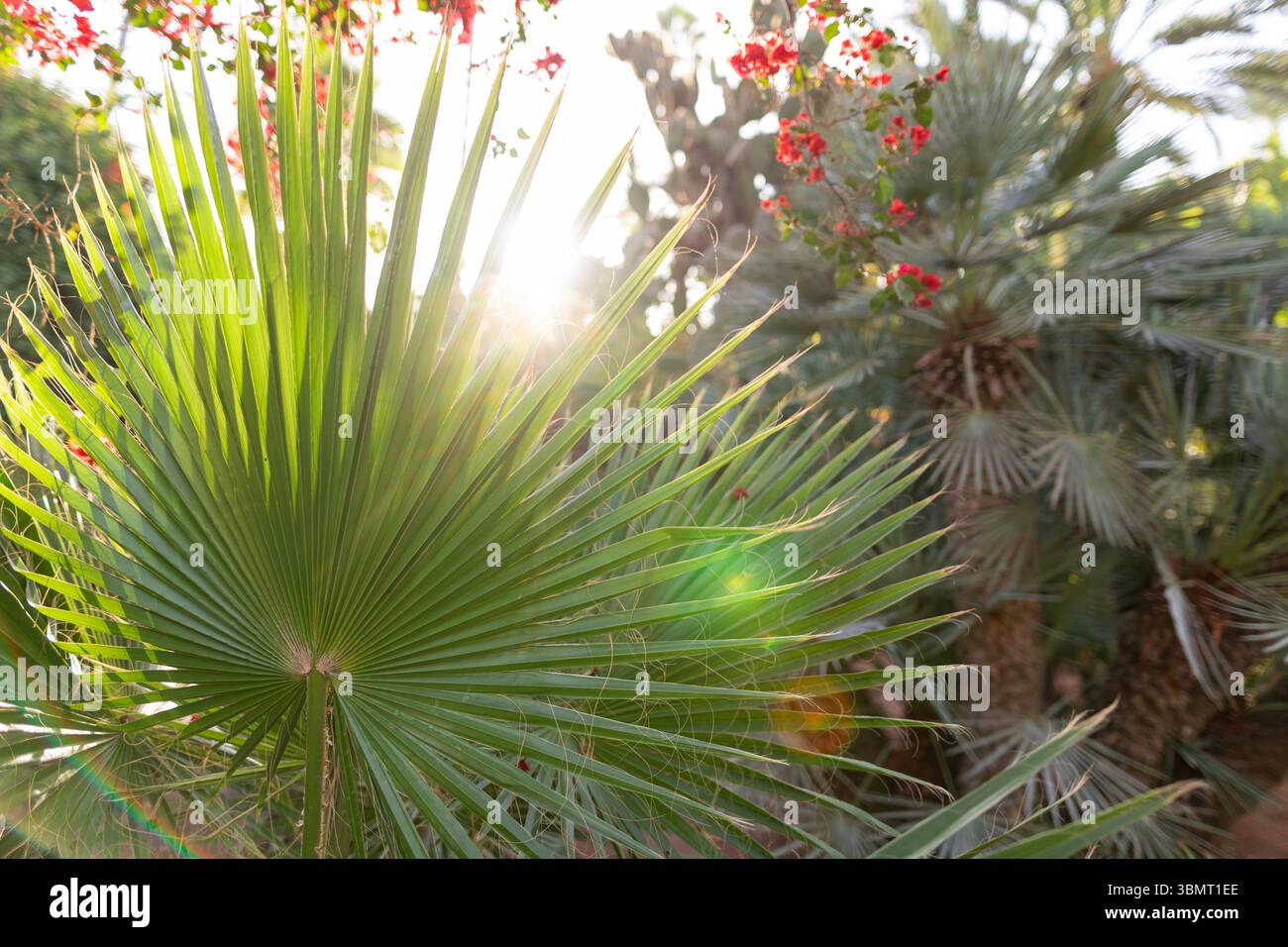 Luce del sole che splende attraverso la foglia di palma verde con sfondo floreale: Vibrazioni tropicali e texture botanica Foto Stock