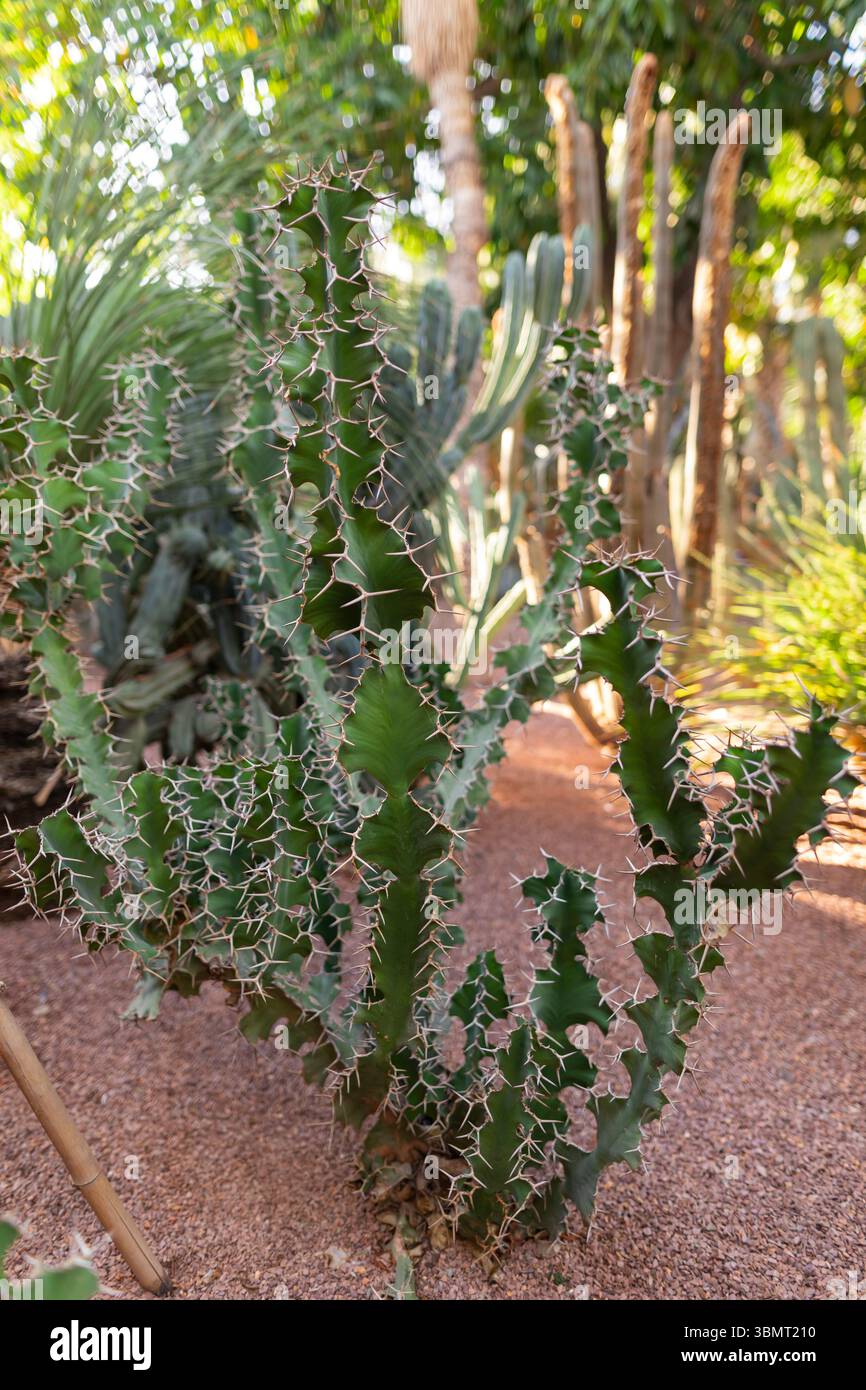 Primo piano dettagliato della pianta succulenta dell'Euforbia Spiny nel giardino Majorelle di Marrakech con sfondo naturale nel deserto Foto Stock