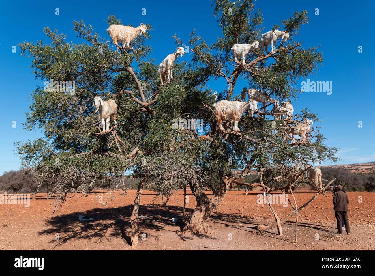 Capre curiose arroccate su un albero nel paesaggio arido del Marocco, che illustrano il comportamento animale locale e le tradizioni sostenibili di raccolta dei frutti argan Foto Stock