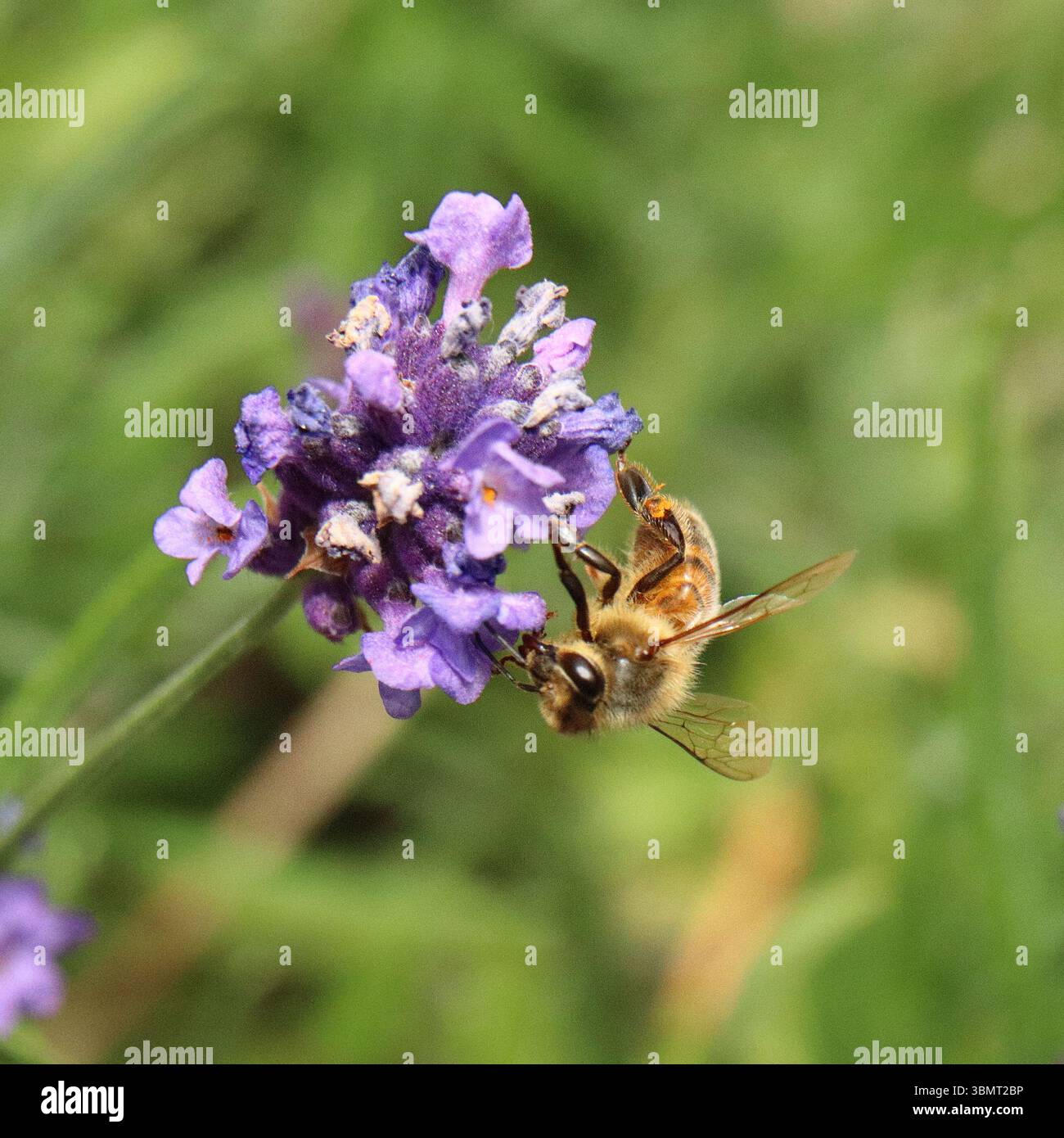 WESTERN Honey Bee Apis mellifera 3 Foto Stock