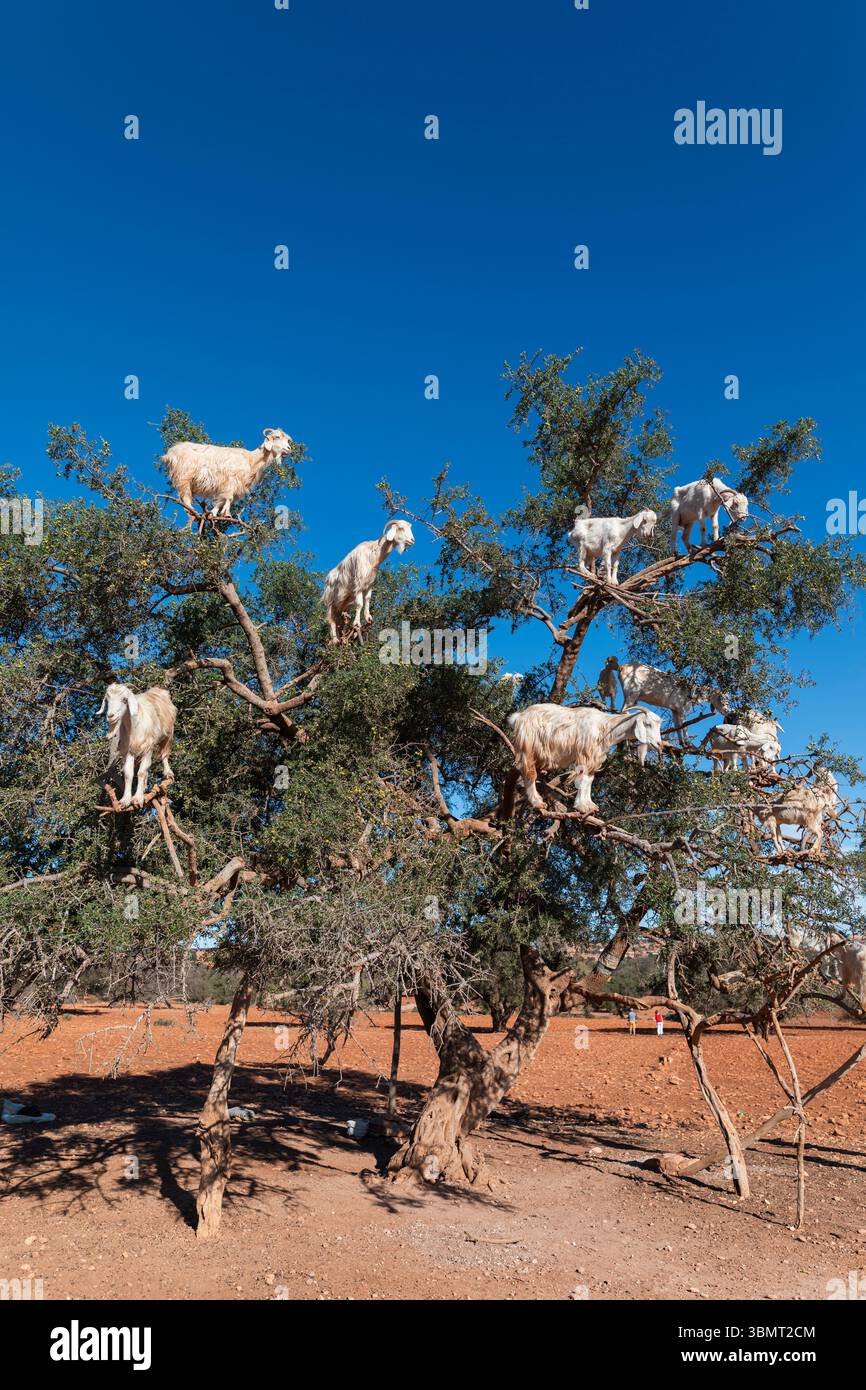 Scena insolita di capre marocchine in piedi tra i rami di un albero di argan, che mostra il comportamento stravagante degli animali e i paesaggi tradizionali dell'Afric settentrionale Foto Stock