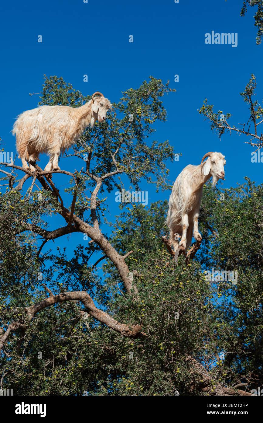 Capre che si arrampicano su un albero di argan in Marocco sotto un cielo azzurro vivido: Comportamento raro e curioso nel paesaggio desertico, perfetto per la fauna selvatica, viaggia Foto Stock