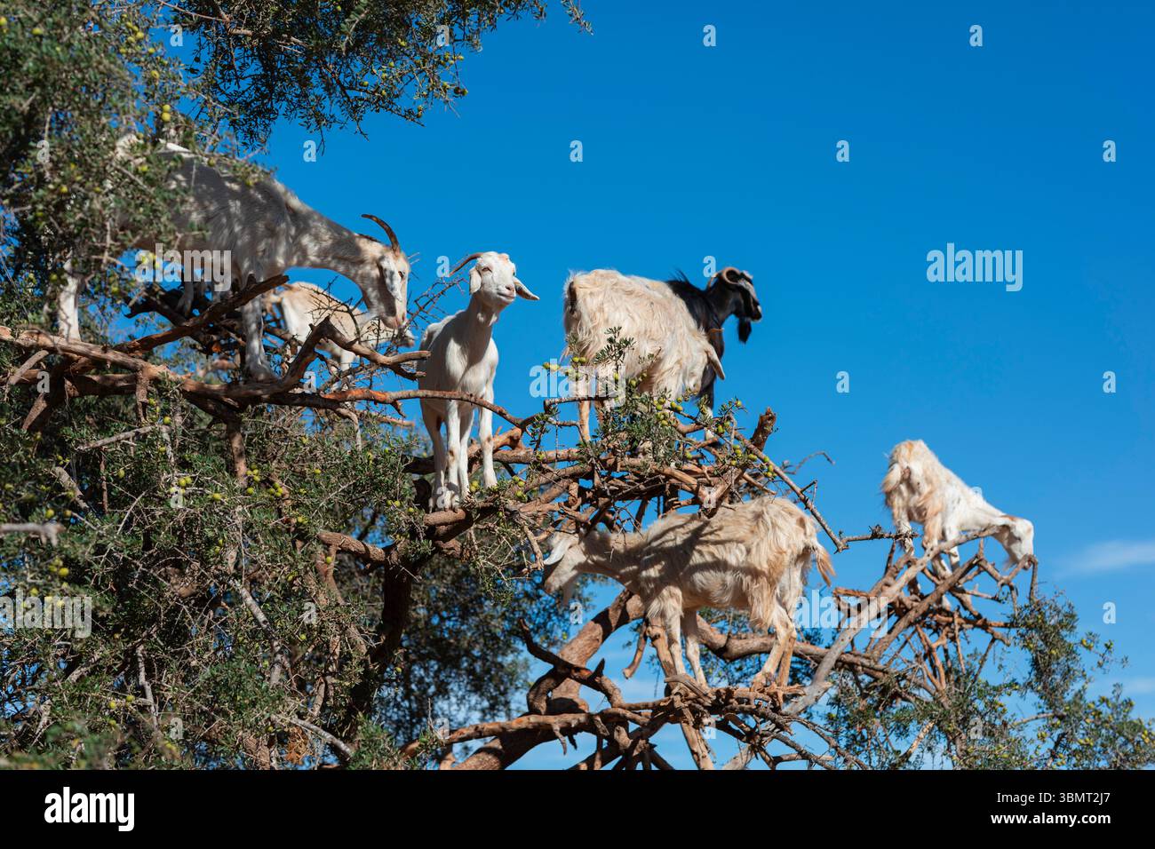 Foto mozzafiato di capre che si arrampicano su un albero di argan nella regione desertica del Marocco, che illustra una straordinaria interazione tra gli animali Foto Stock
