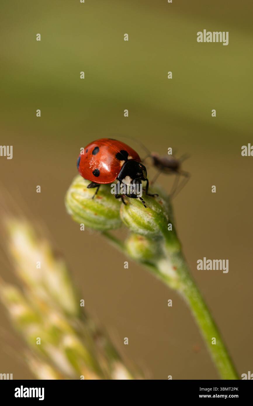 Ladybird Beetle on a Flower Bud – Macro Nature Photography with Shallow Depth of Field and Soft Green background Foto Stock