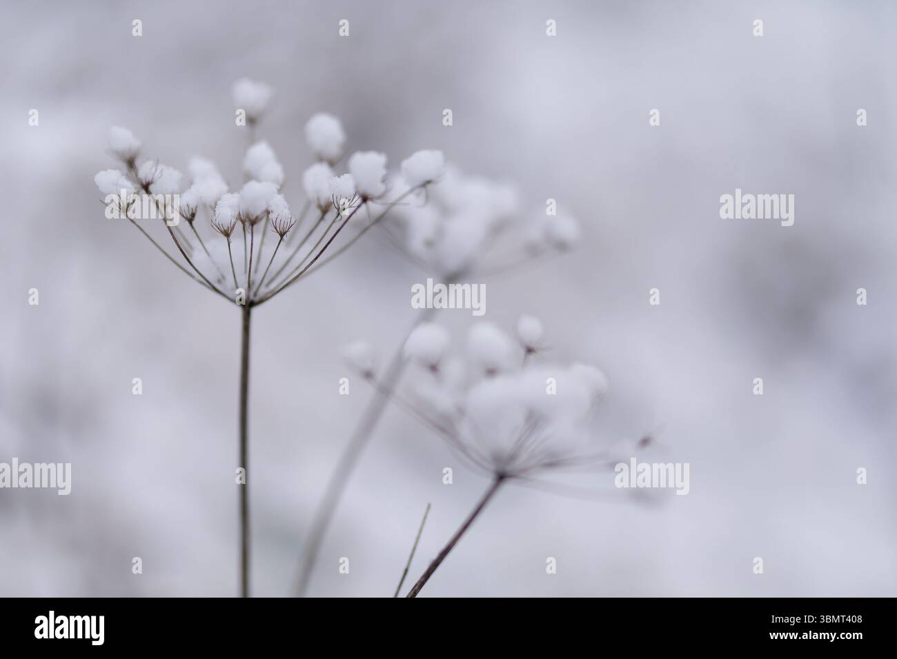 Fiore selvatico innevato in una fredda giornata invernale – primo piano della natura in tonalità invernali monocromatiche Foto Stock
