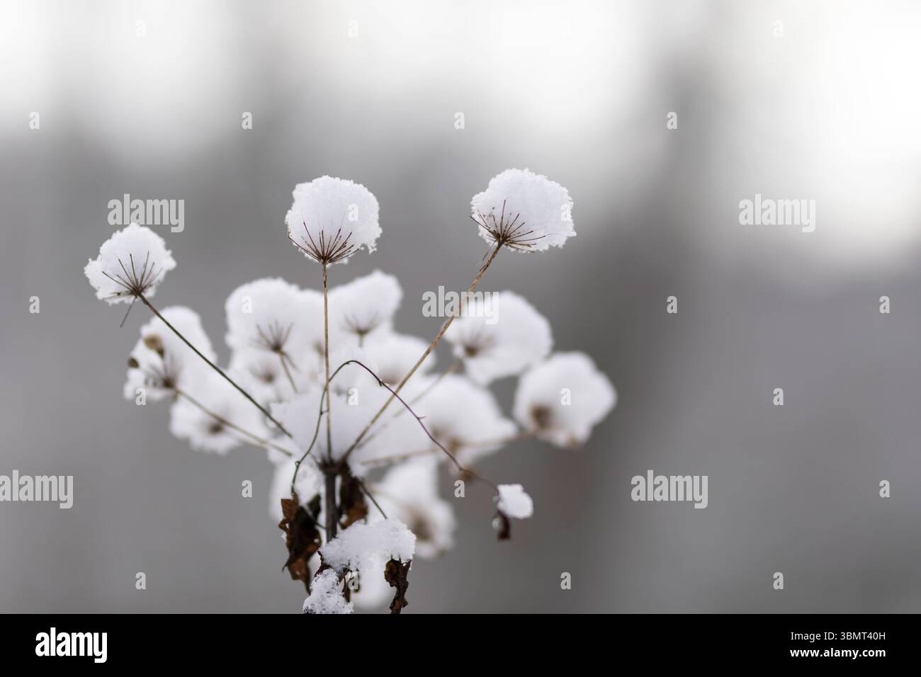 Pianta selvatica congelata in silenzio invernale – paesaggio di neve minimo con messa a fuoco su un singolo fiore essiccato coperto di neve Foto Stock