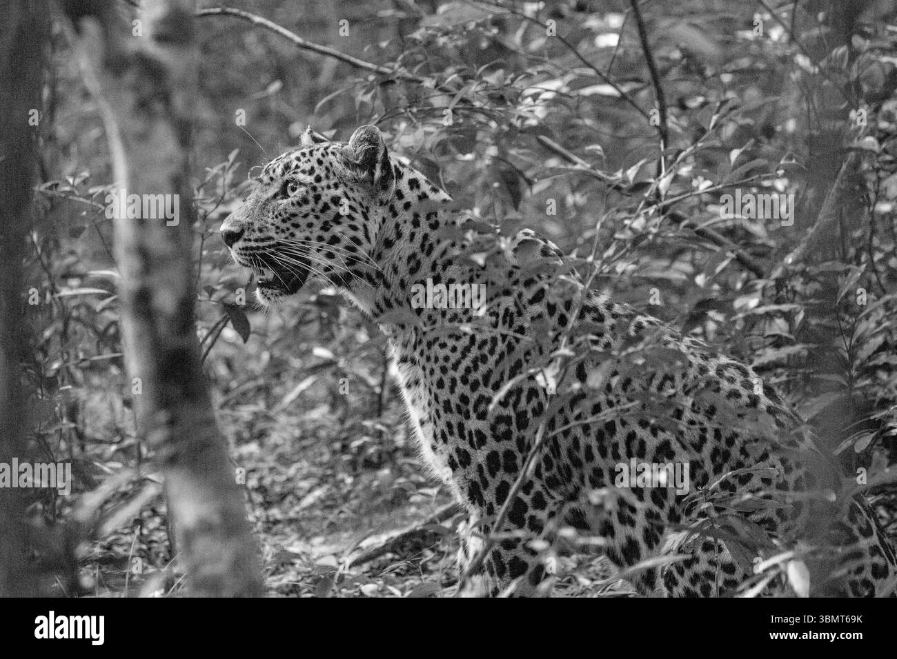 Un leopardo maschile viene mimetizzato nel cespuglio mentre prende una pausa dalla preda di stalking. Foto Stock