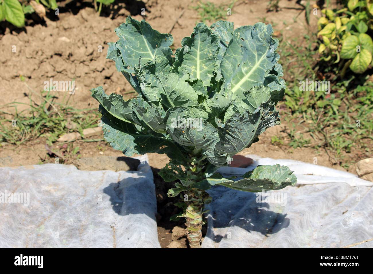Il cavolo Brassica oleracea, chiamato anche cavolo della testa e cavolo selvatico, mostra una pianta matura con grandi foglie blu-verdi, alcune con buchi, che crescono Foto Stock