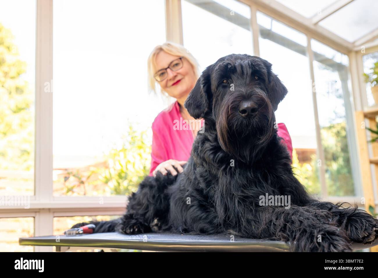 Big Black Schnauzer Dog è sdraiato sul tavolo guardando verso il basso sulla telecamera. Orizzontalmente. Foto Stock