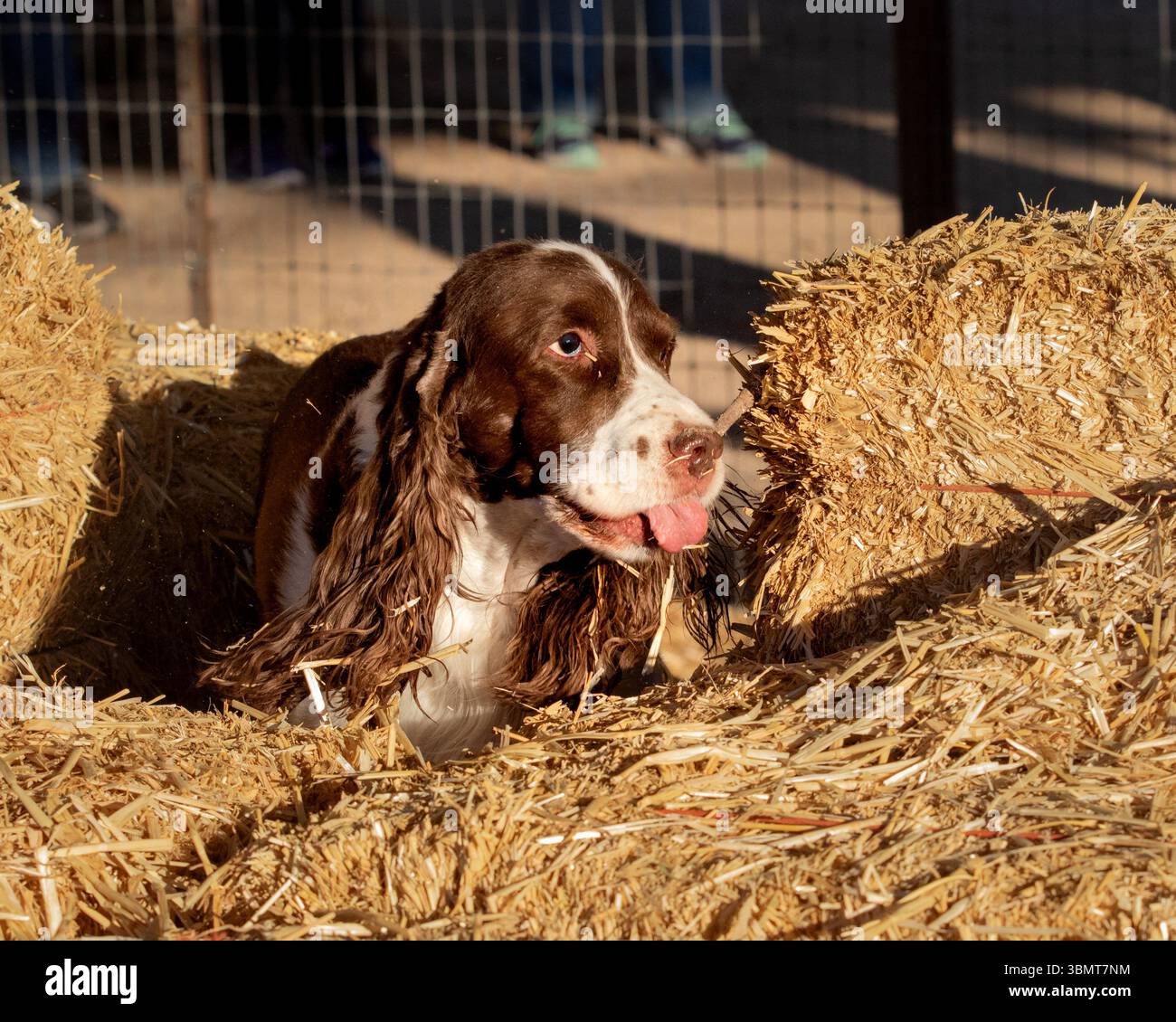 Springer Spaniel con la paglia sul naso mentre era alla ricerca di topi Foto Stock