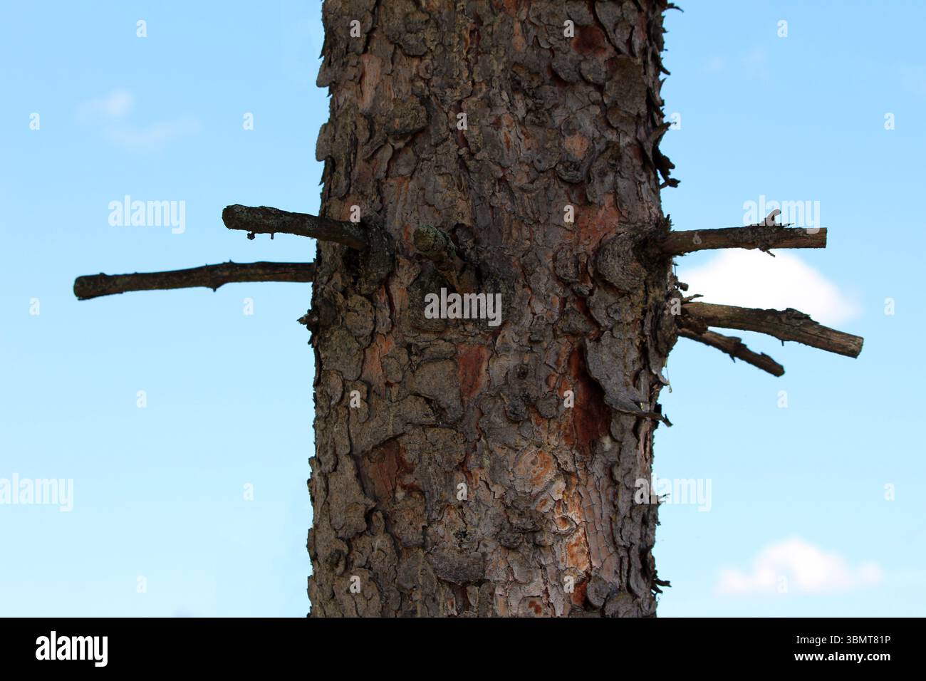 Il pino Pinus, chiamato anche pino scozzese e pino forestale, mostra un tronco marrone ruvido con diversi rami laterali morti sporgenti, adagiati contro un blu chiaro Foto Stock