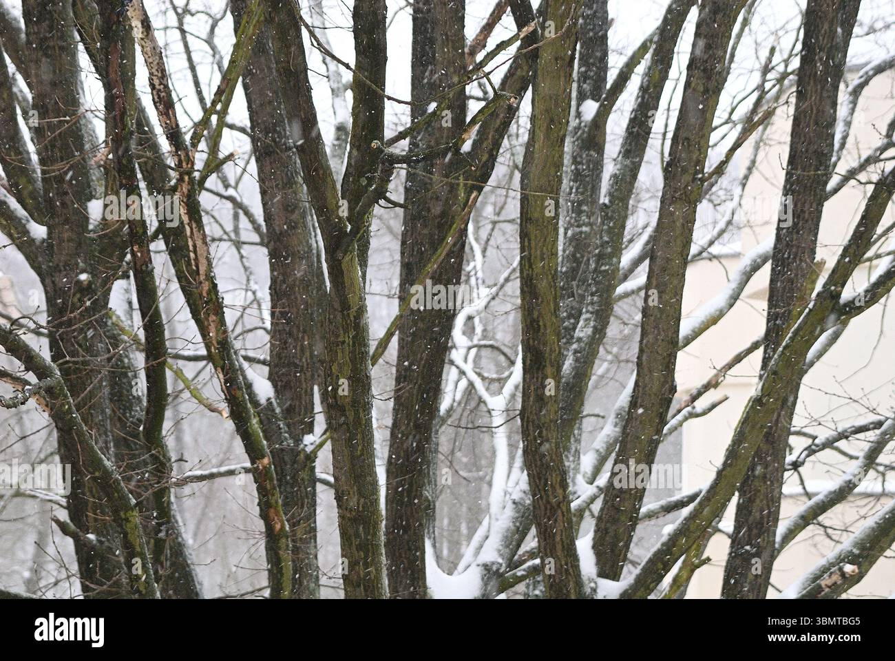 Tronchi d'albero ricoperti di neve in inverno, ravvicinato di diramazioni con neve fresca in un ambiente urbano Foto Stock