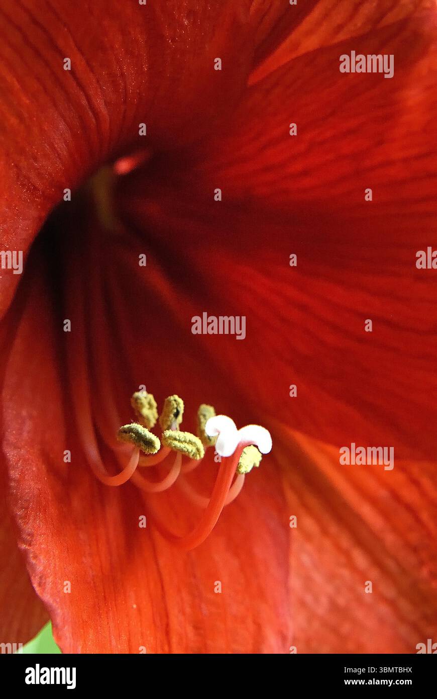 Foto macro di un fiore di amaryllis rosso e bianco in fiore Foto Stock