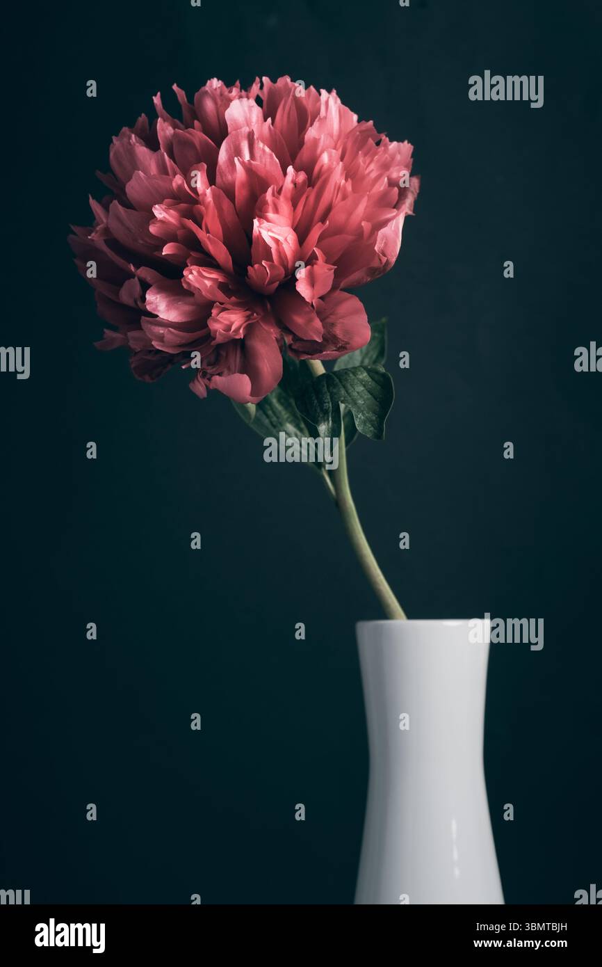 Primo piano di una singola peonia rosa in vaso bianco su sfondo scuro. Elegante natura morta floreale, design minimale, arredamento interno con un'atmosfera soffusa Foto Stock