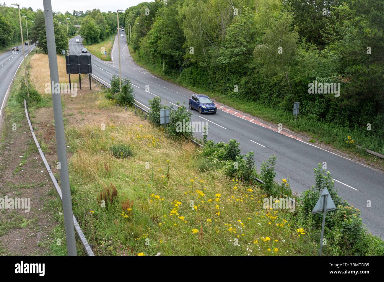 Erbacce o fiori selvatici che crescono nella riserva centrale di una strada a doppia carreggiata, ideale per gli impollinatori di insetti selvatici, Regno Unito Foto Stock