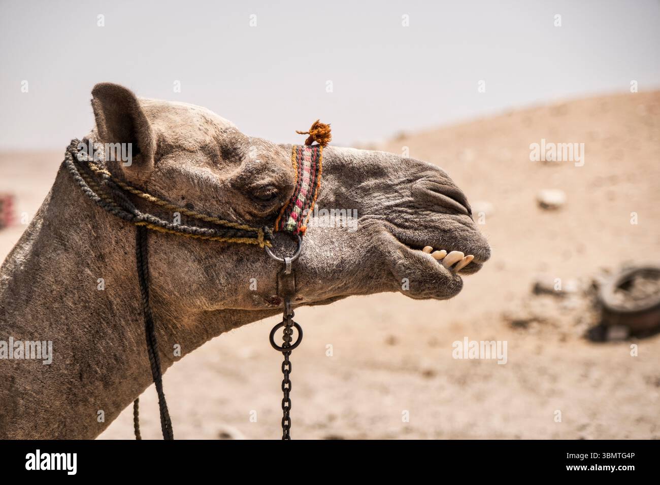 Piramidi egiziane di Giza, Giza, Egitto Foto Stock