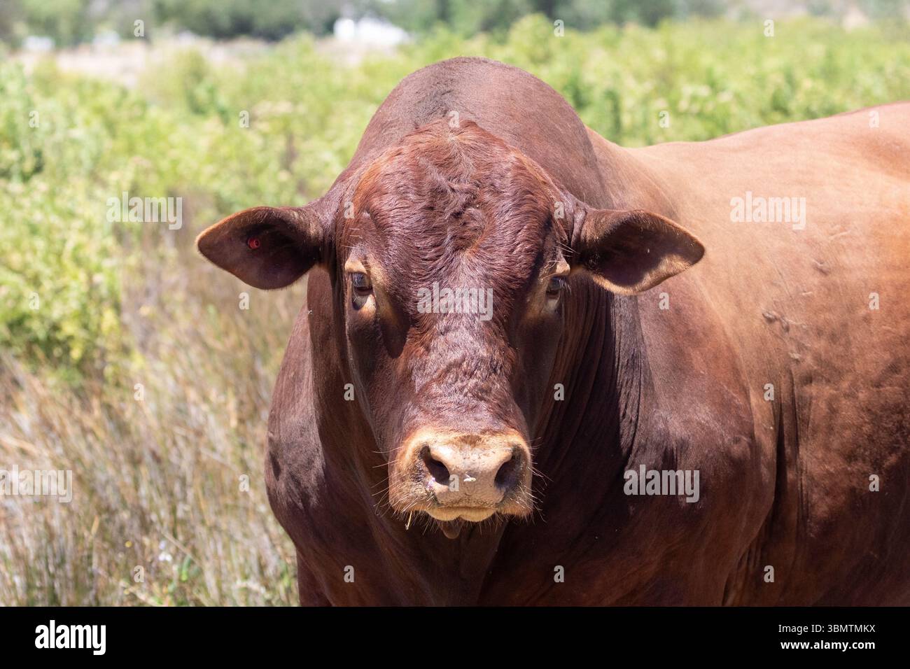Primo piano di Bonsmara Bull che guarda la macchina fotografica in un pascolo, la produzione di carne, la produzione di carni bovine, l'allevamento, Foto Stock
