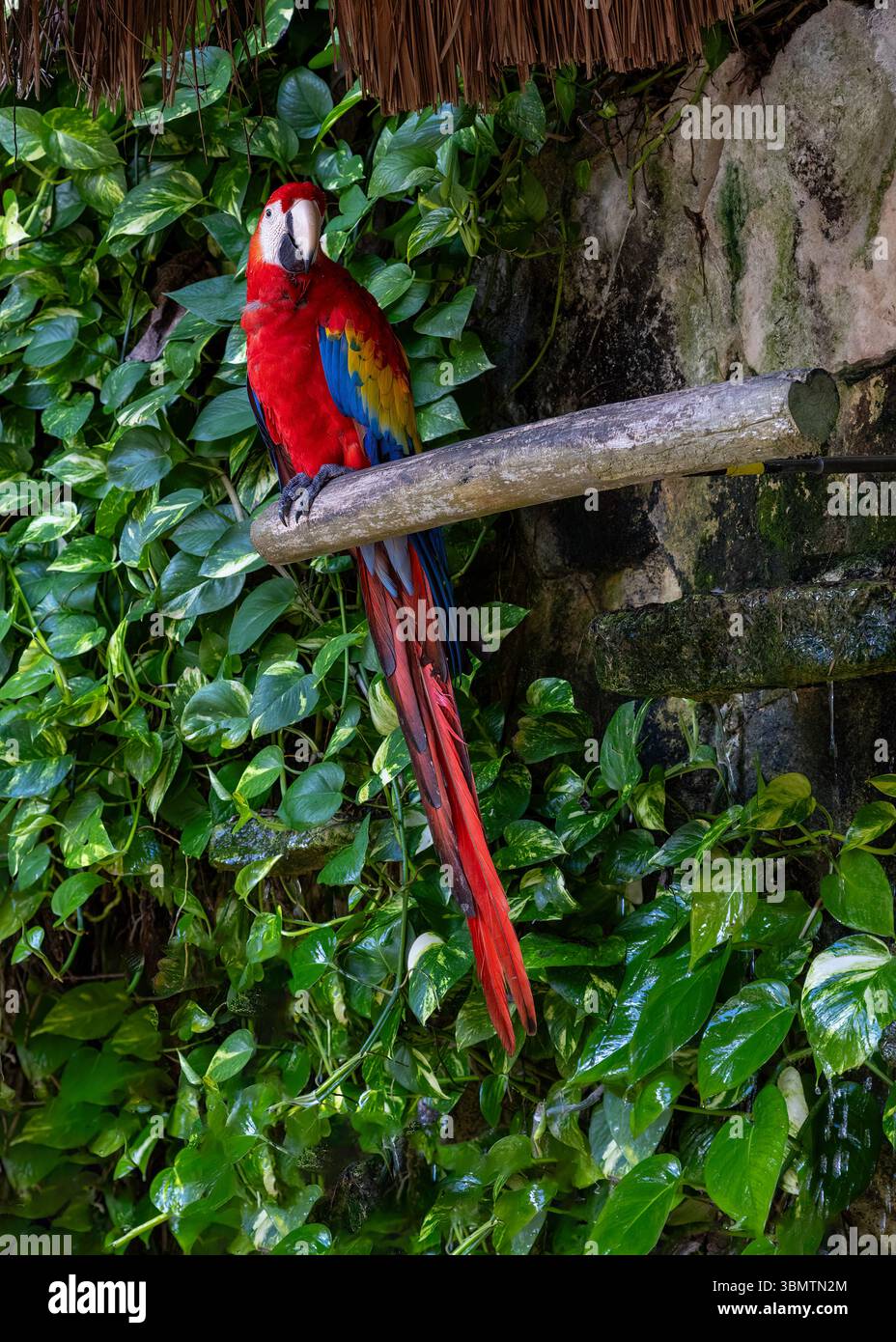 Scarlet Macaw su un persico Foto Stock
