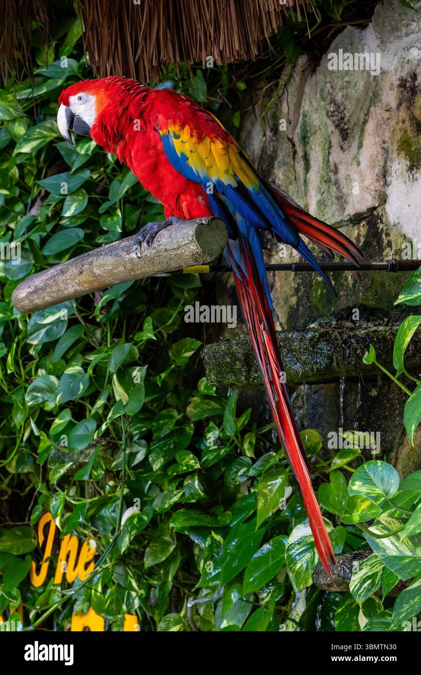 Scarlet Macaw su un persico Foto Stock