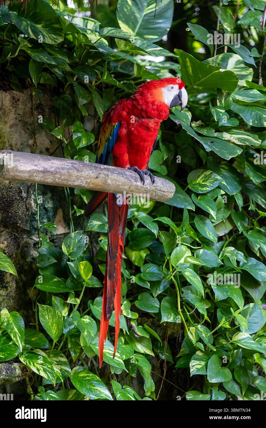 Scarlet Macaw su un persico Foto Stock