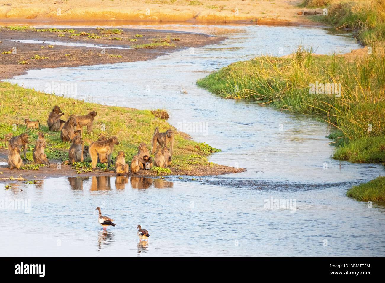 Truppa di babbuini Chacma (Papio ursinus) e oche egiziane al tramonto sul fiume Letaba, Parco Nazionale Kruger, Limpopo, Sudafrica, paesaggio panoramico Foto Stock