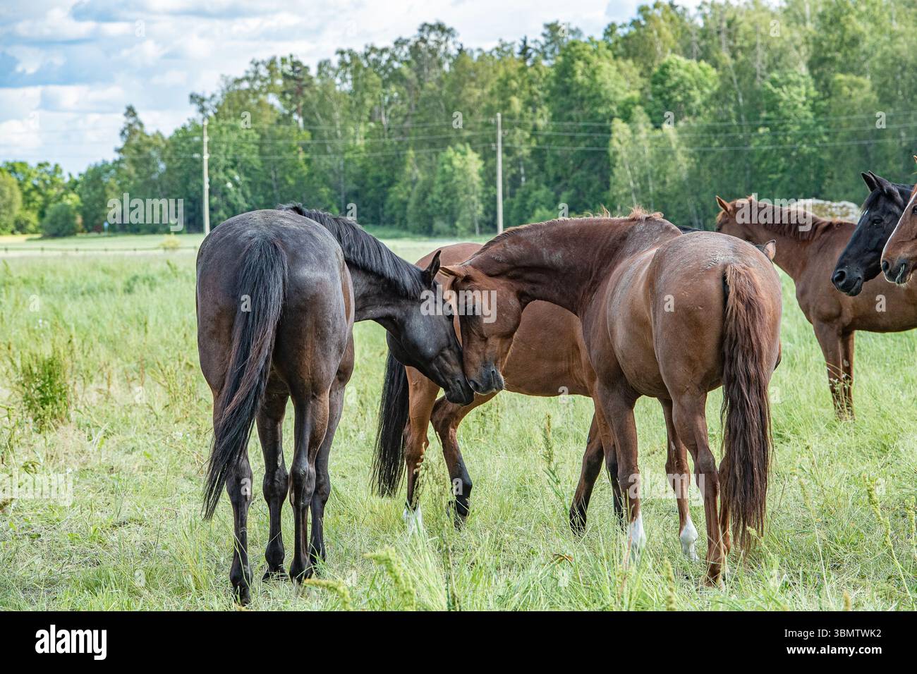 In un grande paddock, i cavalli possono essere solo cavalli. Foto Stock