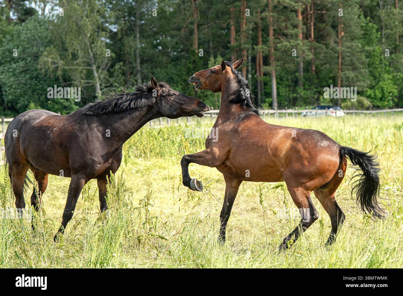Geldings a cui piace giocare. Foto Stock