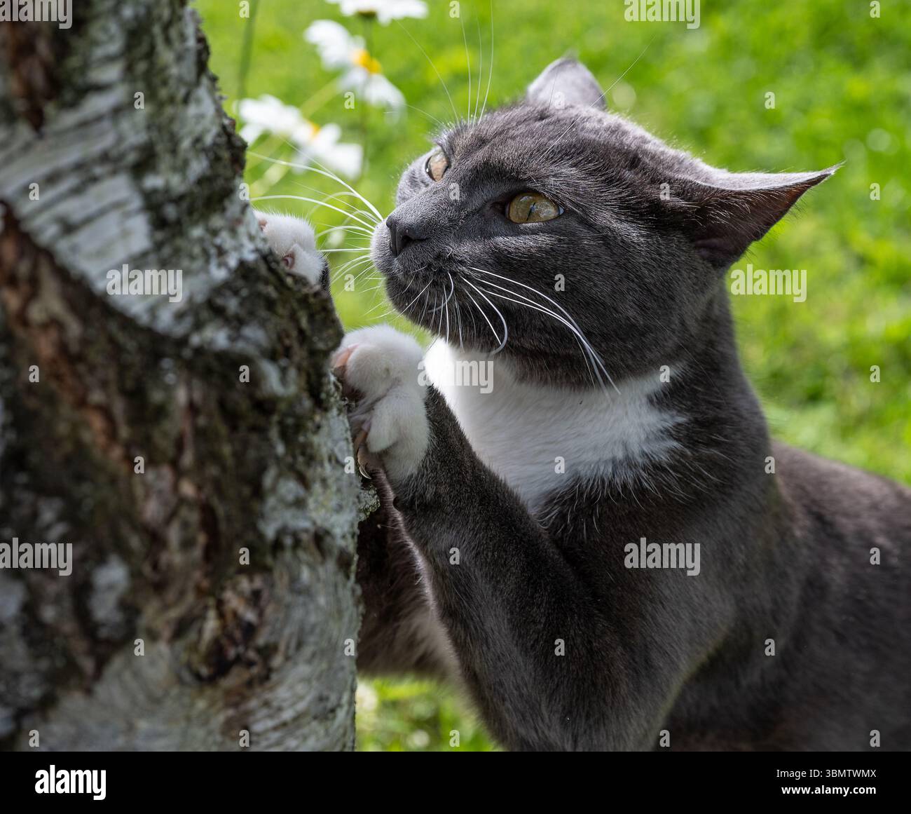 Lymeherbs Unghia Di Gatto (Uncaria Tomentosa), Polvere 250 G - Foto 9