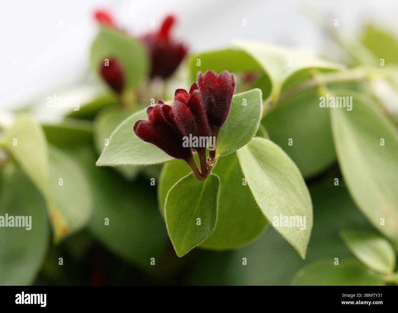 Rossetto, Aeschynanthus radicans Jack, Gesneriaceae. Asia. L'Aeschynanthus radicans è una pianta simile a una vite della famiglia Gesneriaceae. Foto Stock