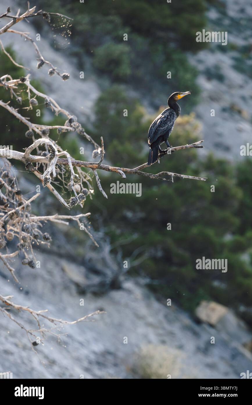 Un grande cormorano nero seduto sul ramo Foto Stock