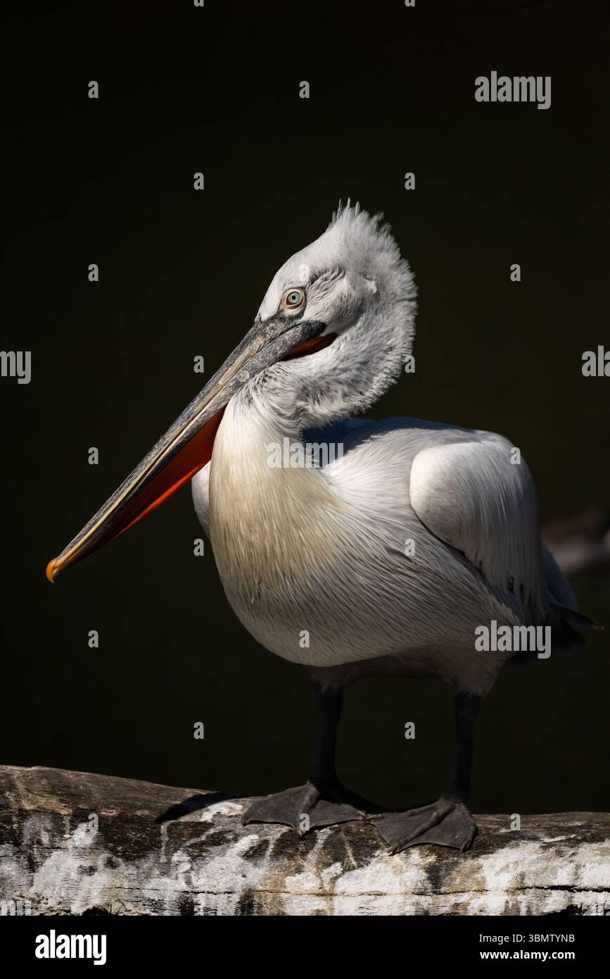 Ritratto di Pelecanus Crispus dalmata con testa riccia sull'acqua Foto Stock