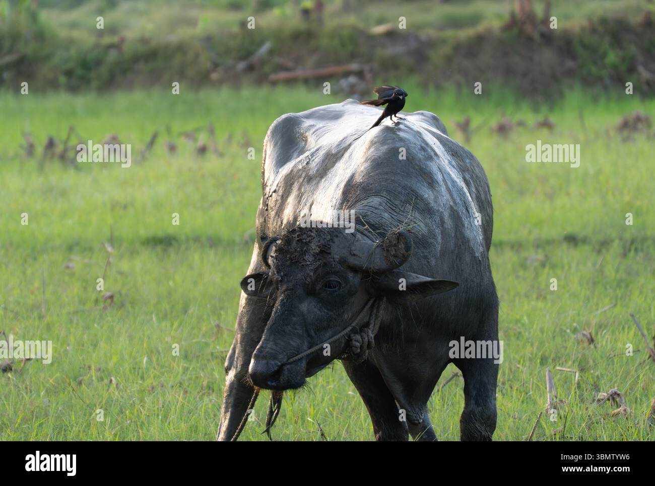 Bisonti e uccelli acquatici in un lussureggiante Green Field Foto Stock