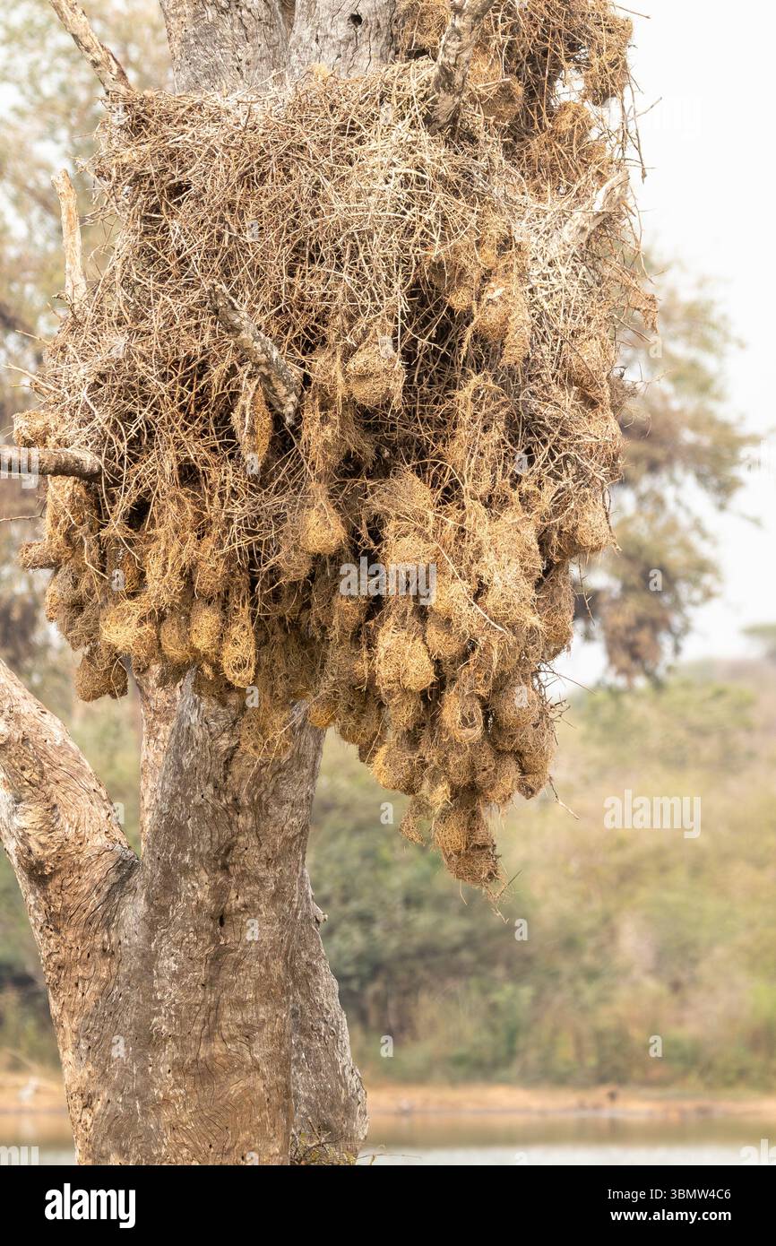 Colonia del Villaggio tessitore nidifica (Ploceus cucullatus) su alberi alla diga del tramonto, Parco Nazionale di Kruger, Sudafrica Foto Stock