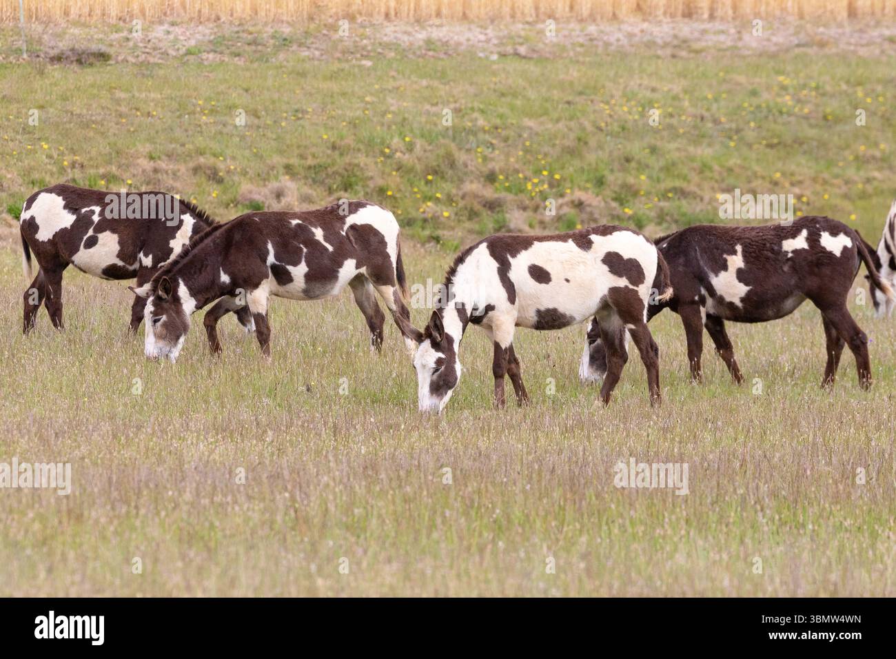 Mandria di graziosi asini scacchiati bianchi e marroni che pascolano in un campo agricolo Foto Stock
