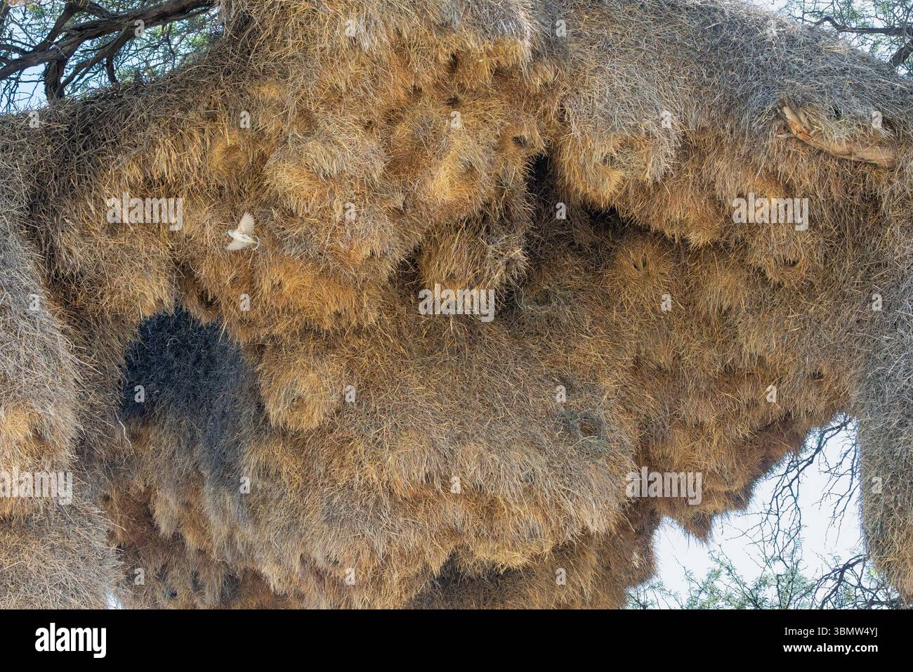 Dettaglio degli ingressi multipli nel nido comune di tessitori socievole coloniale (Philetairus socius) a Camelthorn Tree, Kalahari, Capo Nord Sud Africa Foto Stock