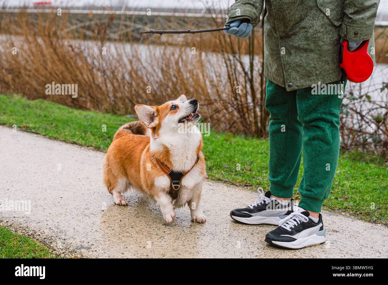 Allegro proprietario di corgi che guarda tenere un bastone durante una passeggiata giocosa in una giornata di pioggia, pronto a correre e prendere, camminare con i cani, giocare all'aperto con gli animali domestici Foto Stock